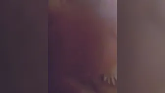 female dog drinks her bosss sperm