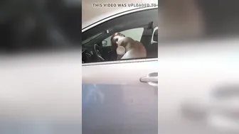 Window porn video – Fucking the vehicle window