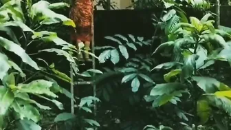 Desi Tamil village farmers Aunty and hubby sex clip