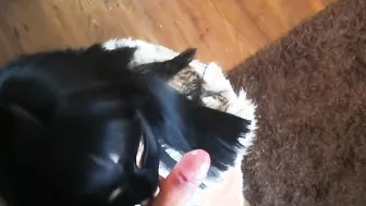 point of view FELLATIO. Lusty dark haired blows huge cock like a skank