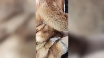 Red Haired into fur coat was screwed into tight butt. High