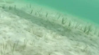 Countrycougartx - Naked snorkeling into Belize
