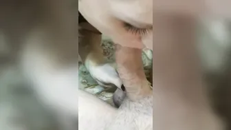 Deliciously Blown and Framed Anal