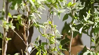 Asian May Thai is tempted by her teachers BBC 3