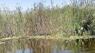Real Outdoor Sex on the River Bank after Swimming (POV)