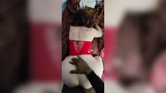 African bulls taking turns with Sophies fat booty