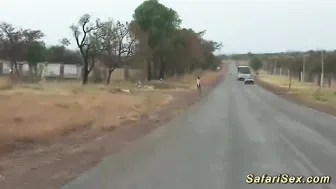 Black safari sex