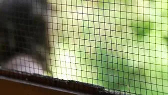 Big ass MILF takes cum on her face after giving a blowjob