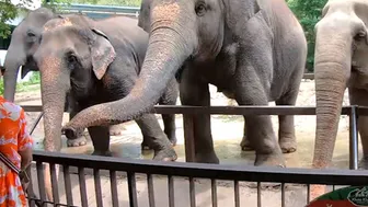 Went to see animals and sex afterwards